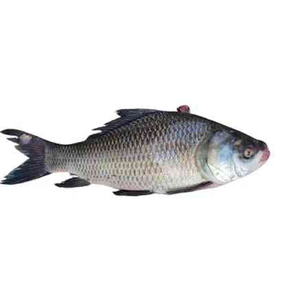 Katol Fish  (NET WEIGHT ± 100 GM)